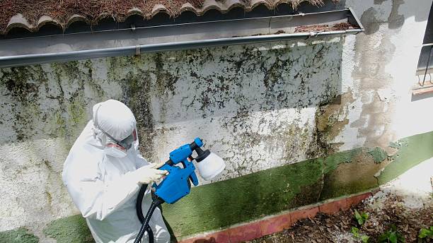 Top rated local Mold Cleanup specialists in Oak Ridge, FL